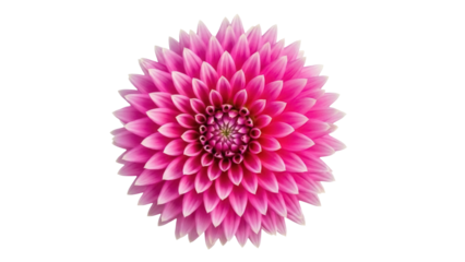 Isolated pink dahlia flower in full bloom, vibrant petals and detailed center close-up view