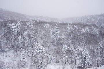 A wide landscape photograph captures a dense forest covered in a heavy blanket of fresh snow. Deciduous trees with bare, snow-laden branches and a few snow-covered. 