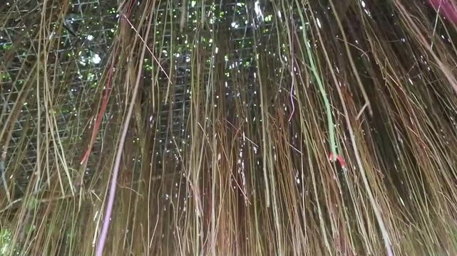 The princess vine, seasonvine, viscum verticillatum or cissus verticillata with its beautiful hanging roots