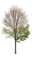 Obraz premium Isolated Tree Illustration Nature Green Leafy Canopy Art