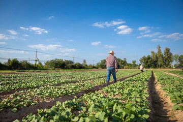Farm worker walking in organic vegetable fields, agriculture and agribusiness. Growing plants for food industry.