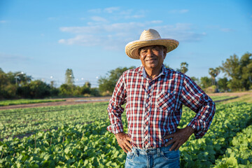 Portrait of elderly Asian farmer man wearing a plaid shirt standing in organic vegetable plot, looking at camera. Growing plants for food industry.