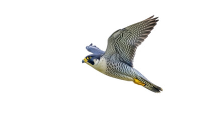 Isolated peregrine falcon gliding mid-air, wildlife photography of a bird of prey in flight