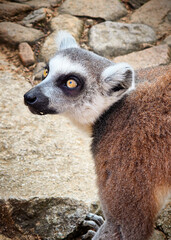 Close up animal portrait of cute endangered ring-tailed lemur with intense gaze with bright yellow eyes and soft fur looking aside in front of stones at the zoo at sunny day in tropical rainforest