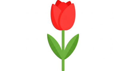 Red Tulip Isolated on White Background
