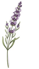 Obraz premium Illustration of Lavender Flower Stem on Transparent Background