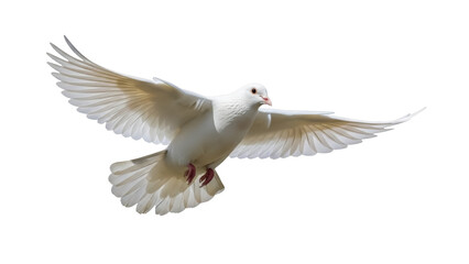 Isolated, white dove in full flight with wings spread wide, symbol of peace and purity