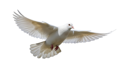 Isolated, white dove in full flight with wings spread wide, symbol of peace and purity