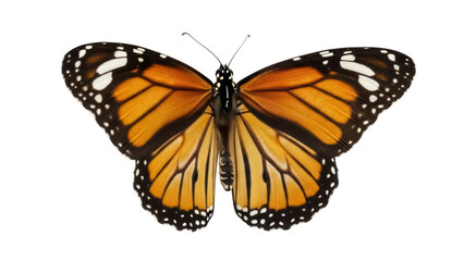 Fototapeta premium Isolated butterfly with open wings displaying orange and black pattern, full insect view