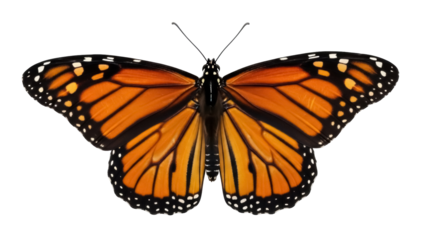 Isolated Monarch Butterfly, an insect with brightly colored orange wings and black wing veins