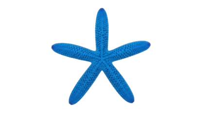 Isolated blue starfish, marine wildlife with five arms, sea creature for decoration