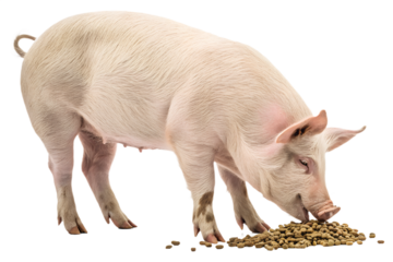 Ultra realistic pig eating animal feed, full body or medium shot, pig chewing food calmly, natural posture, realistic skin texture, soft studio lighting, neutral expression, farm livestock animal, iso