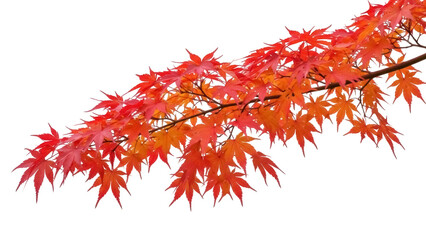 Isolated autumn maple branch, beautiful fall color leaves, seasonal vibrant flora in Asia © Elowen