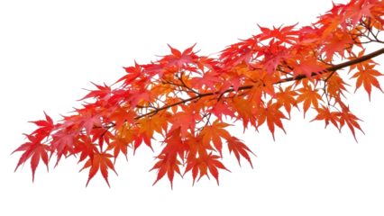 Isolated autumn maple branch, beautiful fall color leaves, seasonal vibrant flora in Asia