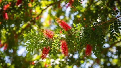 Vibrant Bottlebrush Flowers on Tree Branch in Sunny Outdoor Setting