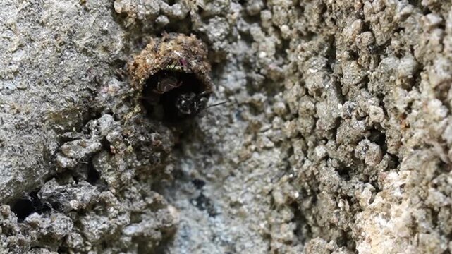 Close up macro video of stingless bees flying in and out of hive entrance, capturing pollination activity and colony movement.