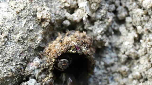 Macro video of stingless bees constructing natural hive habitat with resin and wax, showcasing teamwork, instinct, and sustainable insect architecture.
