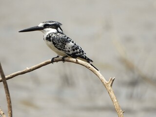 Pied kingfisher