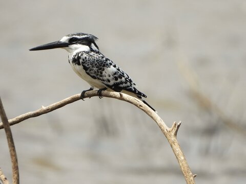 Pied kingfisher - Powered by Adobe
