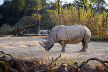 White rhinos at the zoo