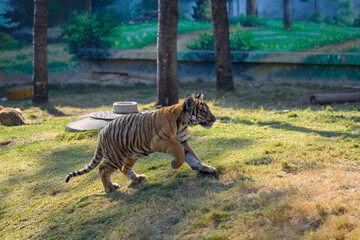 The little tiger at the zoo