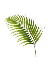 Obraz premium Tropical Green Palm Leaf Isolated on White Background