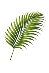 Obraz premium Tropical Green Palm Leaf Isolated on White Background