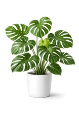 Monstera Houseplant in White Pot Isolated on White Background