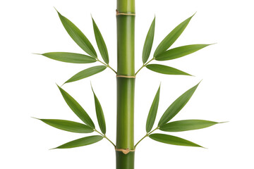 Obraz premium Green bamboo with leaves plant nature isolated on a transparent background