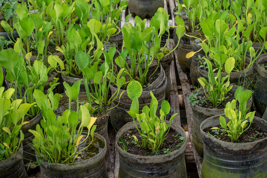 Genjer plant (Limnocharis flava) in used plastic bottles, Limnocharis flava rice field plant is an alternative herbal medicine ingredient.