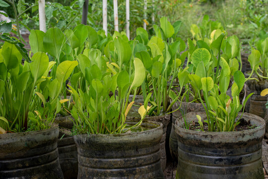 Genjer plant (Limnocharis flava) in used plastic bottles, Limnocharis flava rice field plant is an alternative herbal medicine ingredient.