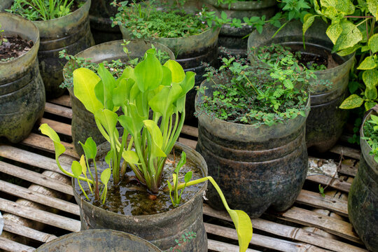 Genjer plant (Limnocharis flava) in used plastic bottles, Limnocharis flava rice field plant is an alternative herbal medicine ingredient.