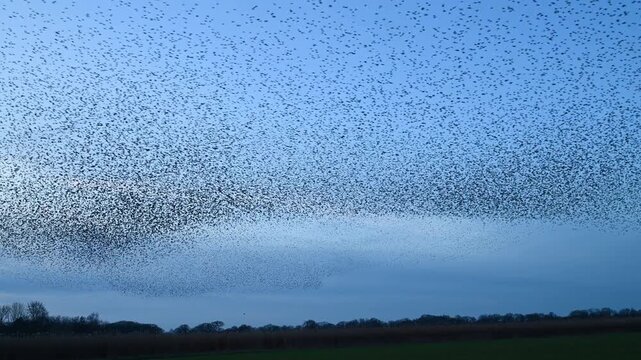 Starling murmuration when thousands of birds engage in synchronized, choreographed aerial displays, forming vast, dynamic cloud-like shapes in the sunset sky.