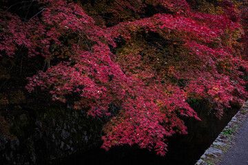 京都府哲学の道燃ゆる静寂秋の紅葉