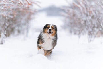 Australian Shepherds running in the snow