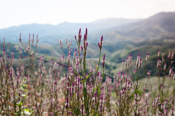Purple wildflowers growing on a hillside with soft focus mountain ranges in the background. Natural landscape with shallow depth of field, calm atmosphere, and rural highland scenery.