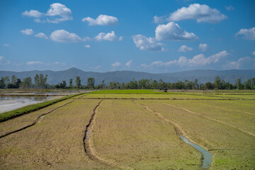 Green rice paddies stretching toward distant mountains under a bright blue sky. Peaceful rural farmland landscape representing agriculture, nature, and open countryside.