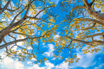 Yellow poinciana blooming brilliantly with blue sky in the background. Big yellow flowered branch (Schizolobium parahyba) native to Brazil on the southern region.