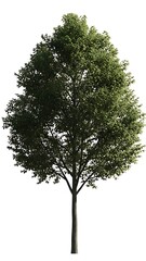 Obraz premium Lush Green Tree Isolated on Transparent Background Nature