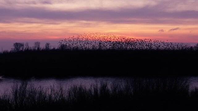 Swarming Starlings pulsating in formation in twilight sky at Tiengemeten