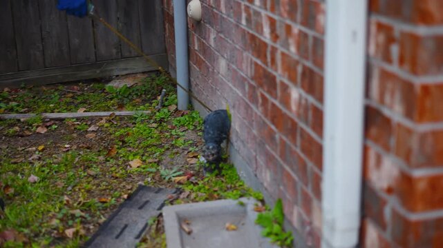Pest control treatment applied along exterior base of brick house foundation around edge of gutter outflow pipe
