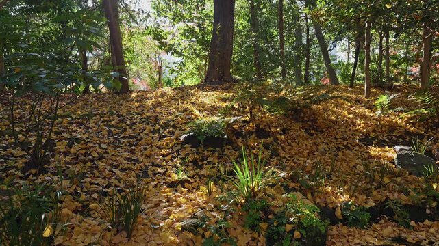 A scenic view of a Japanese garden forest floor completely covered in fallen yellow ginkgo leaves, with soft sunlight filtering through the trees creating a peaceful, golden atmosphere.