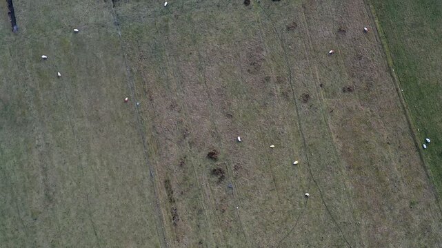 Birds eye view drone shot of a flock of sheep on a croft on the Outer Hebrides.