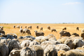 A flock of sheep grazes in a steppe area.