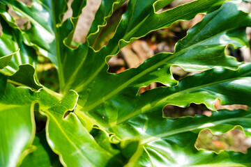 Close-up of a green Philodendron bipinnatifidum leaf, highlighting its deeply lobed edges, ruffled texture, and intricate veining, ideal for tropical plant, botany, foliage, and gardening background © Jamaludinyusup