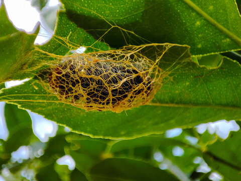 Macro photograph of a yellow-gold, mesh-like moth cocoon attached to the underside of a green leaf, revealing intricate silk structure and the dark pupa inside
