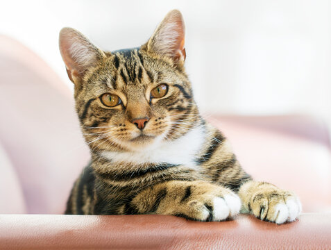 Brown domestic short haired tabby cat looking alert at the camera.