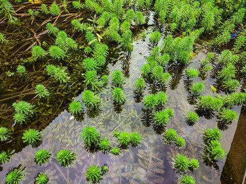 High-angle shot of green parrot&rsquo;s feather (Myriophyllum) plants emerging from shallow water, Ideal for aquatic plant, freshwater ecology, and nature photography.