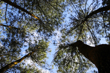 Low-angle view looking up at tall pine trees, showcasing textured trunks and dense needle canopies silhouetted against a clear blue sky. Ideal for nature, forest, and outdoor background themes