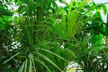Greenhouse or botanical garden filled with diverse vegetation © SGr